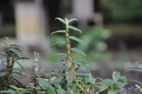 石斛的種植條件與方法