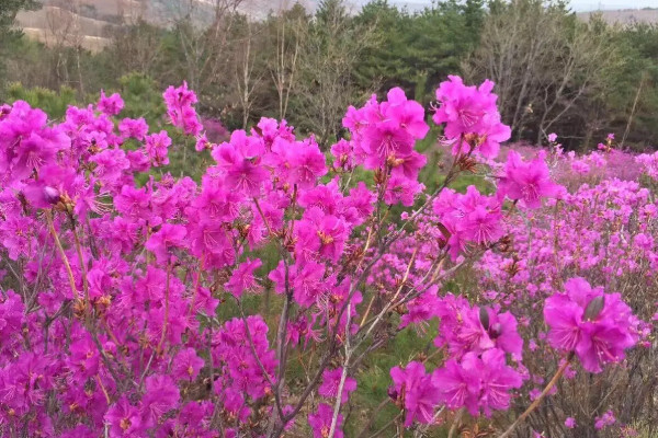 金達萊花的寓意是什麼