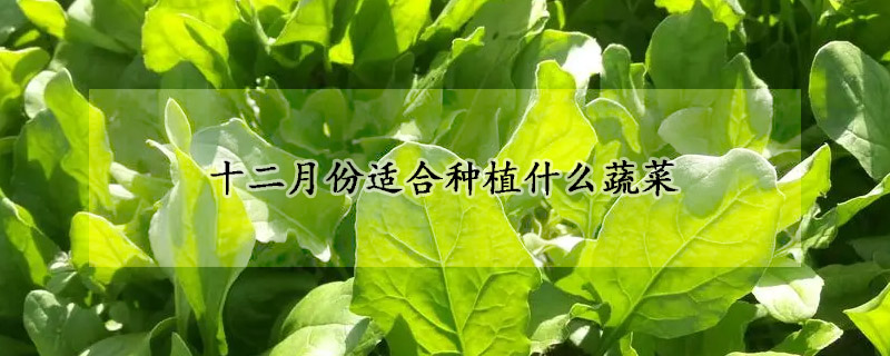 十二月份適合種植什麼蔬菜