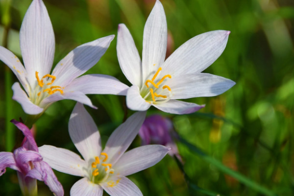 韭菜蓮一年開幾次花