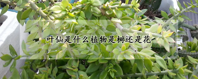 葉仙是什麼植物是樹還是花