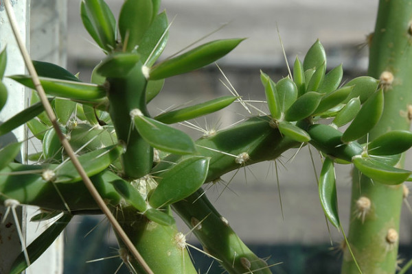 葉仙是什麼植物是樹還是花