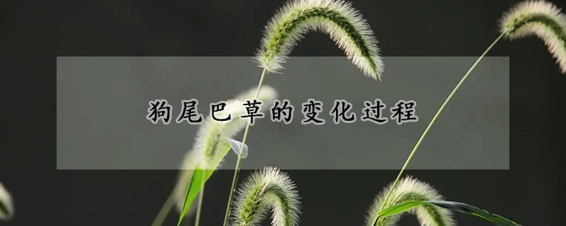 狗尾巴草的變化過程