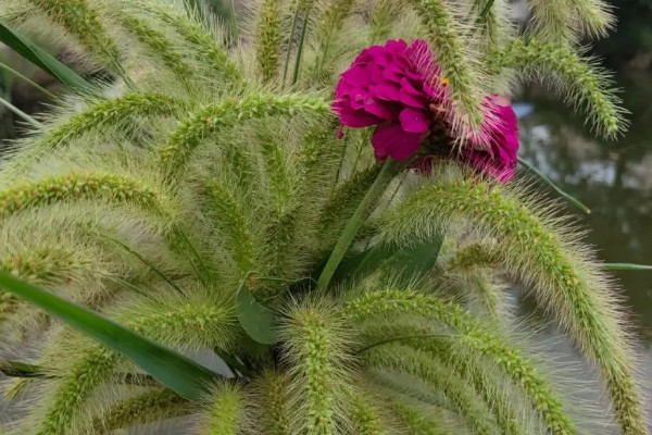 狗尾巴草的變化過程