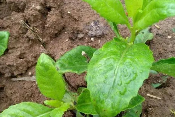 降糖草是什麼樣的植物