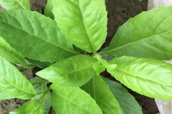 降糖草是什麼樣的植物