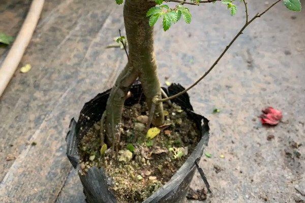 懸崖樁怎麼上盆