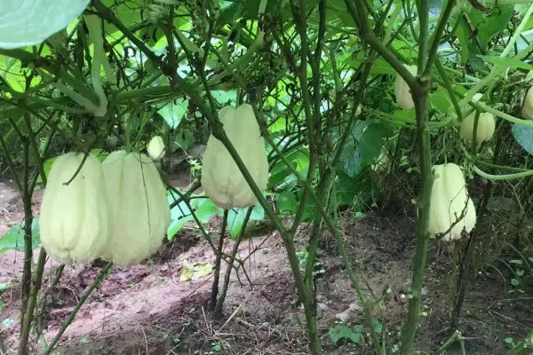 佛手瓜11月發芽怎麼辦