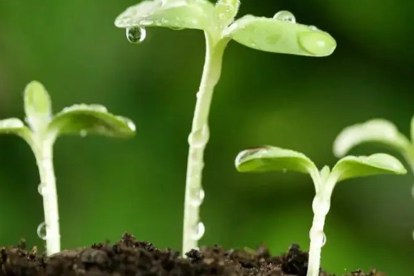 菊花栽培技術