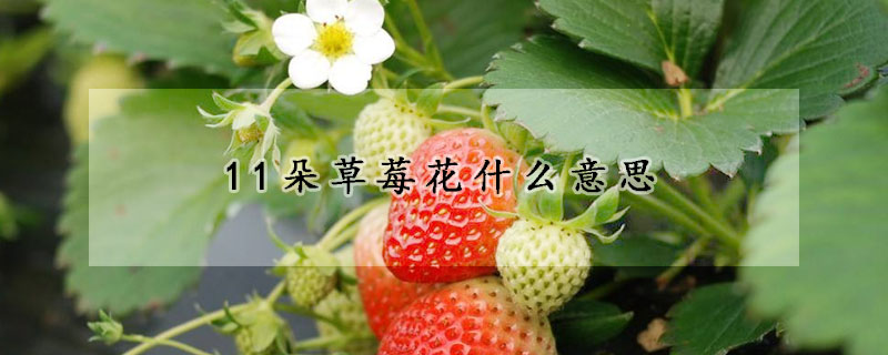 11朵草莓花什麼意思