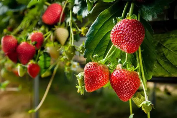 11朵草莓花什麼意思