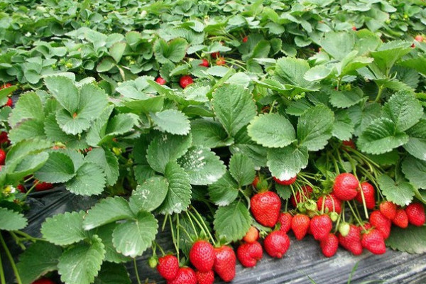 11朵草莓花什麼意思