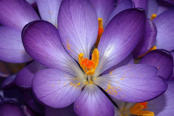 藏紅花能開幾次花