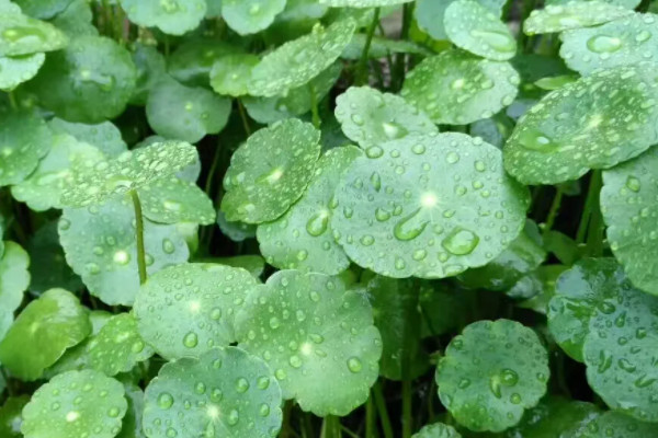 怎麼養銅錢草