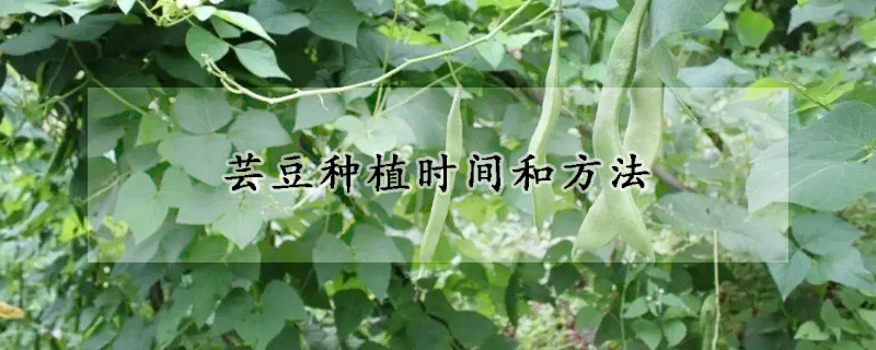 芸豆種植時間和方法