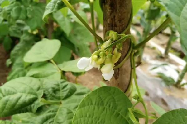 芸豆種植時間和方法