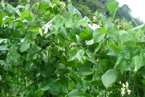 芸豆種植時間和方法