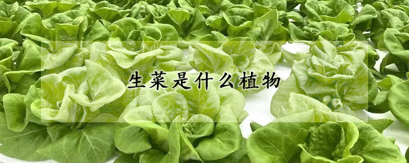 生菜是什麼植物