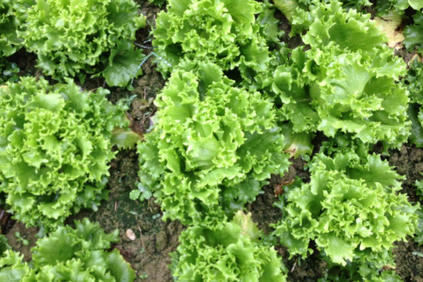 生菜是什麼植物