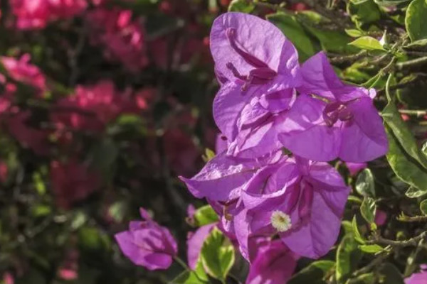 珠海市花是什麼花,象征什麼