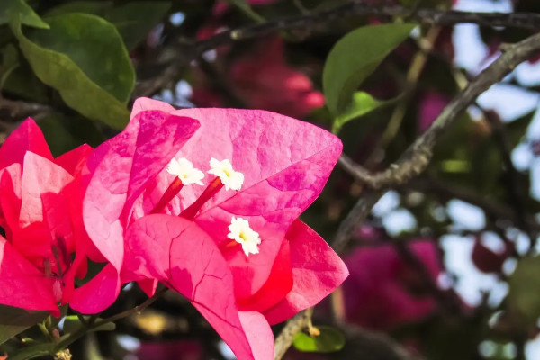 珠海市花是什麼花,象征什麼