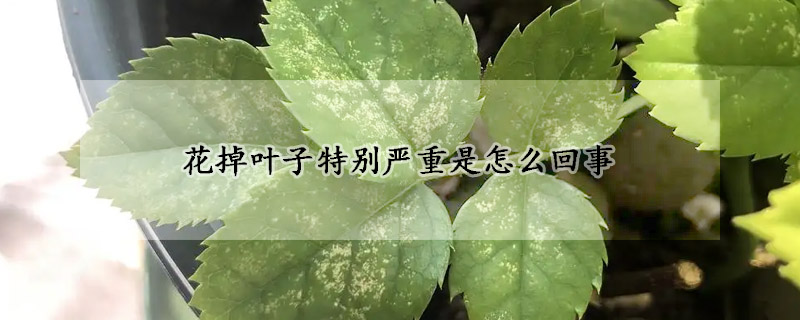 花掉葉子特別嚴重是怎麼回事