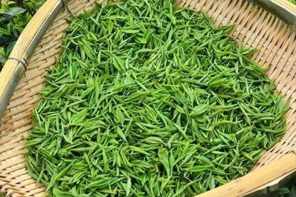 毛尖茶屬於綠茶嗎，毛尖是不是綠茶