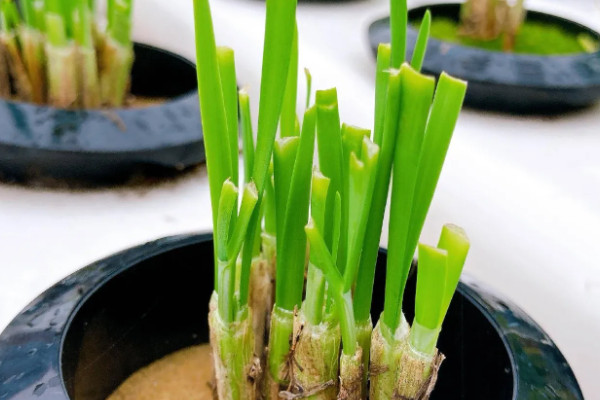 水培韭菜簡單種植技術