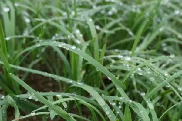 水培韭菜簡單種植技術