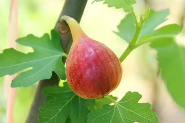 不屬於裸子植物的是