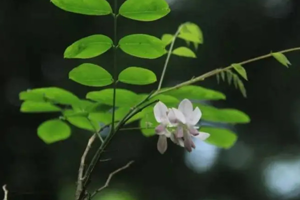 不屬於裸子植物的是