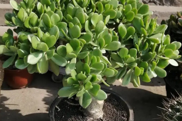 金枝玉葉怎麼養才開花