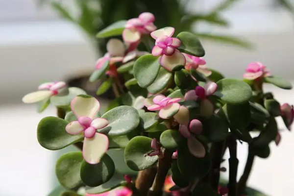 金枝玉葉怎麼養才開花