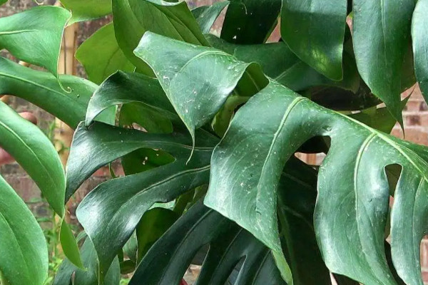 吸油煙最強的植物，什麼植物吸油煙最厲害