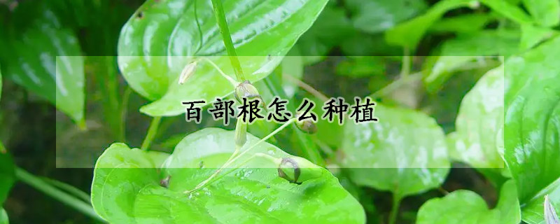 百部根怎麼種植