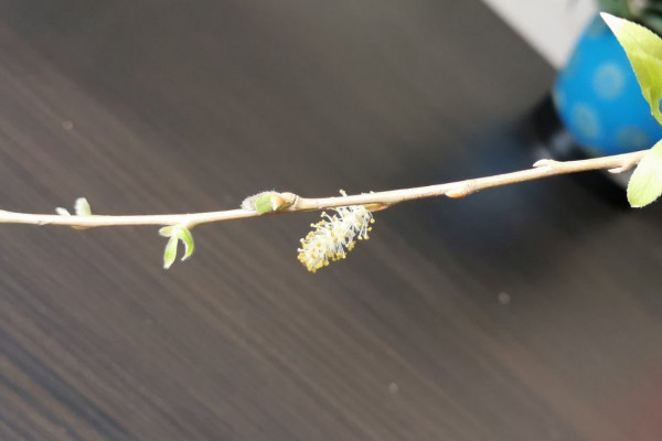 幹柳枝怎麼養