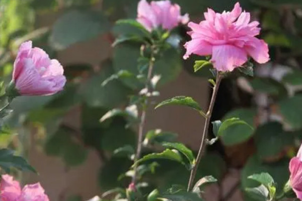 木槿花總招小白飛蟲怎麼處理