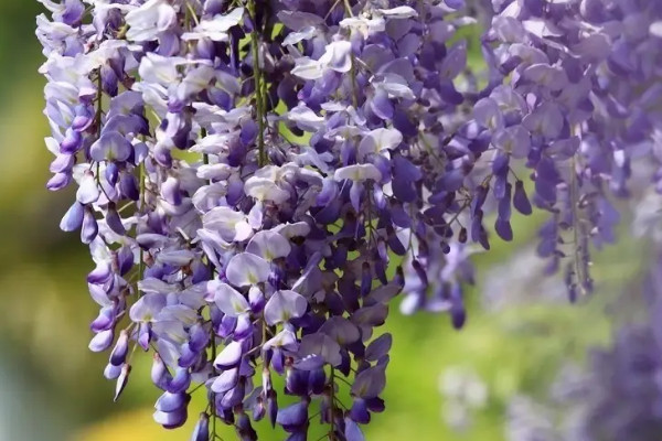 紫藤花怎麼種植