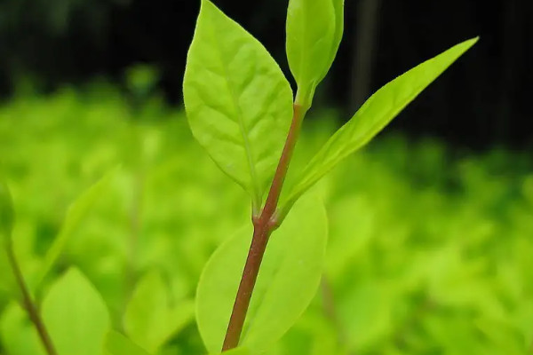 種子植物適合什麼環境