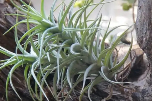 霽風花長什麼樣