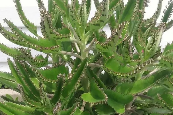 落地生根開花嗎