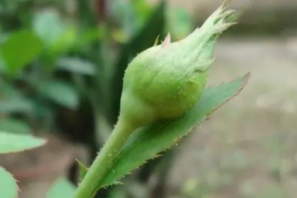 花苞太緊的玫瑰怎麼才能開