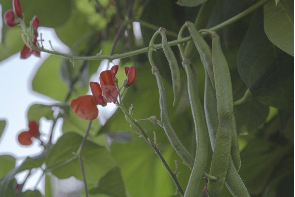 白芸豆種植時間和方法