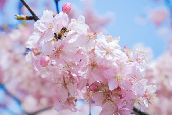 日本的國花是什麼花