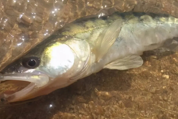 鱸魚怎麼養殖