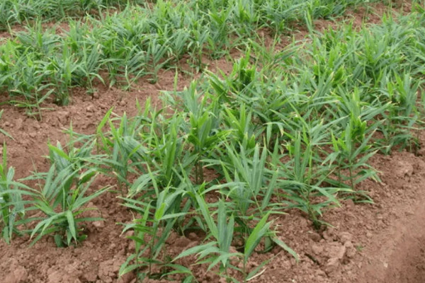 大薑種植技術和管理技術