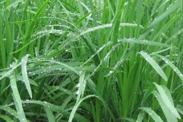 大棚韭菜的種植技術和管理