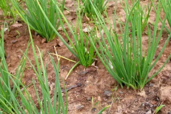 大棚韭菜的種植技術和管理