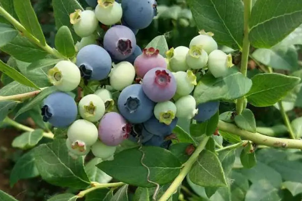 藍莓種植需要什麼條件