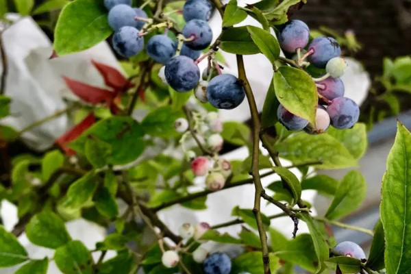 藍莓種植需要什麼條件